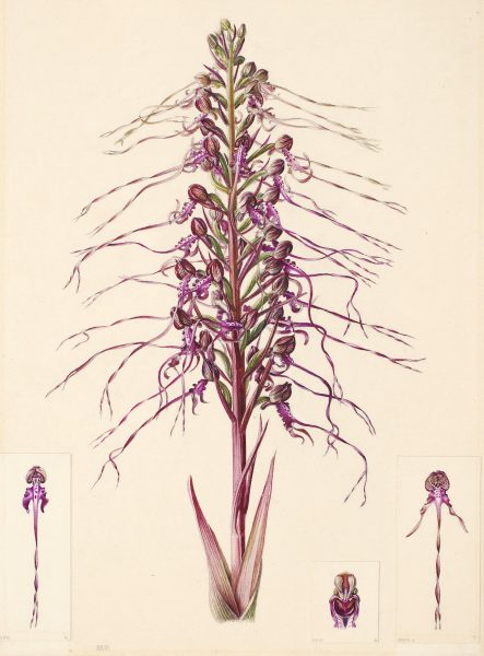 Himantoglossum calcaratum, 1936, Kosovo