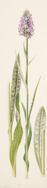 Dactylorhiza grandis