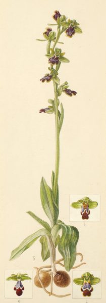 Ophrys fusca, 1933, Italiy