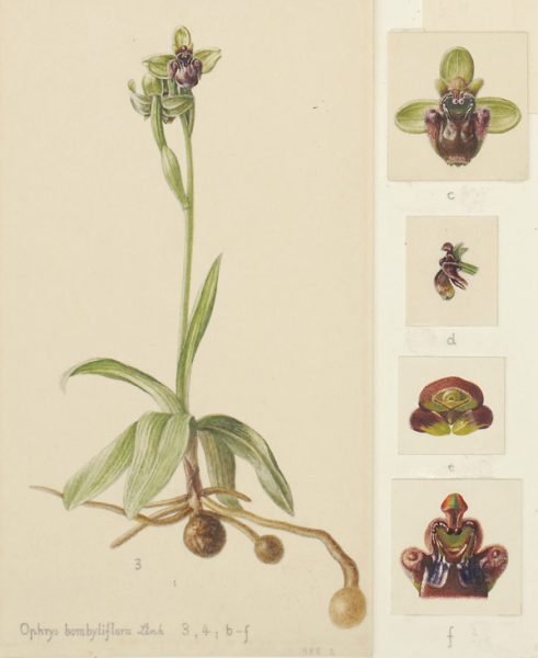 Ophrys bolmbyliflora, 1933, Italy