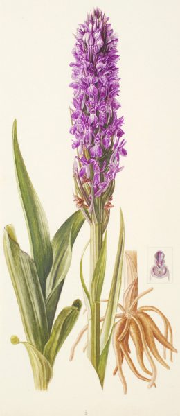 Dactylorhiza elata, 1939, Algeria