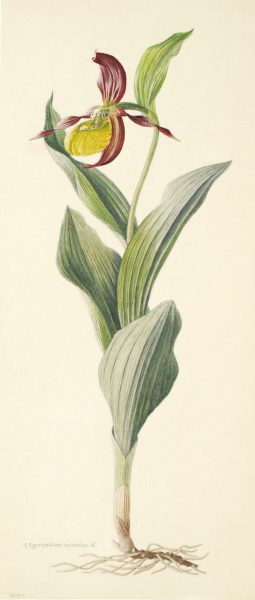 Cypripedium calceolus, vor 1931