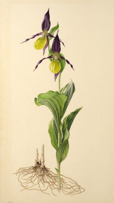 Cypripedium calceolus, 1934, France, Aquarell, Nachlass 13.535