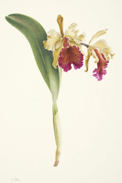 Cattleya dowiana