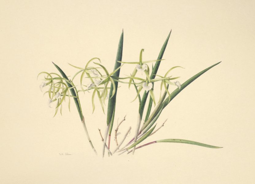 Brassavola