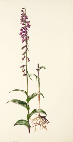 Epipactis atrorubens